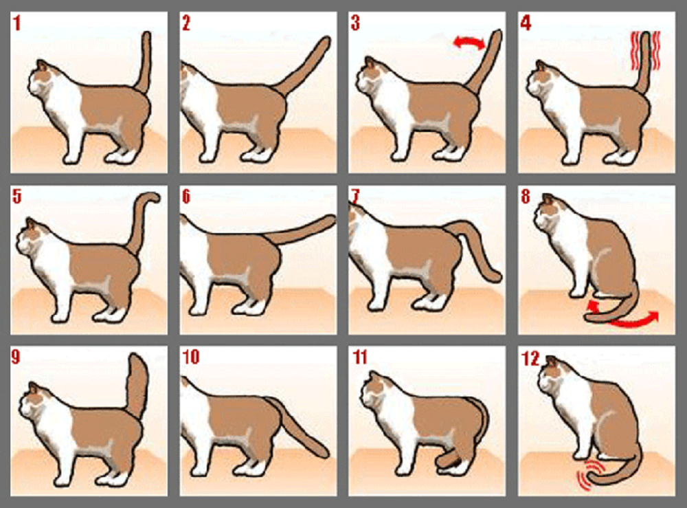 Поведение кошки перед. Настроение кошки. Позиции хвоста у кошек. Хвост кошки. Настроение кошки по хвосту.