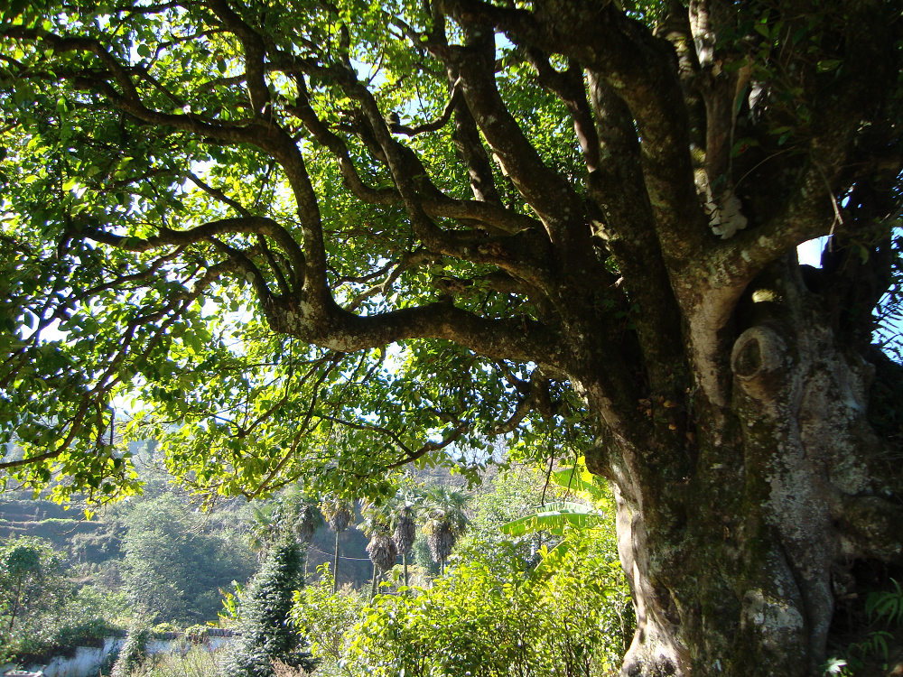 польза китайского чая для здоровья 